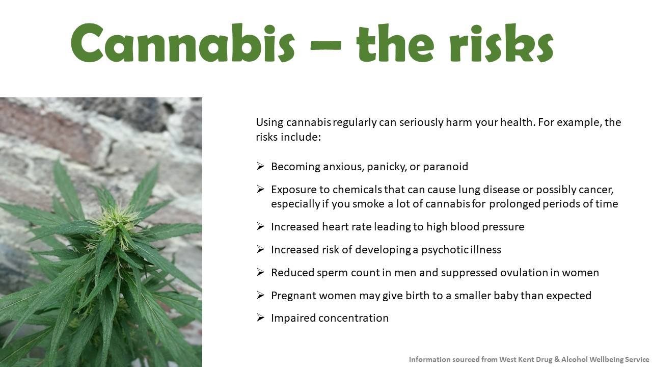 Cannibis-therisks